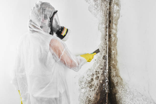 Office Mold Removal Services in Hydro, OK