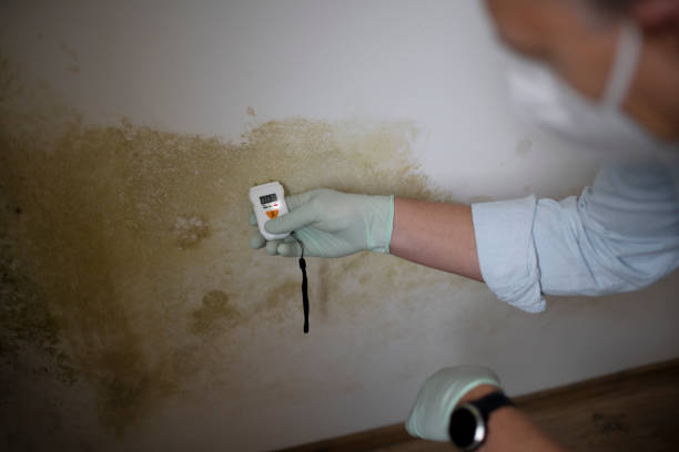 Best Local Mold Removal Service  in Hydro, OK