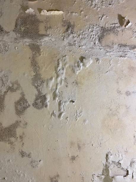 Mold Removal Process in Hydro, OK