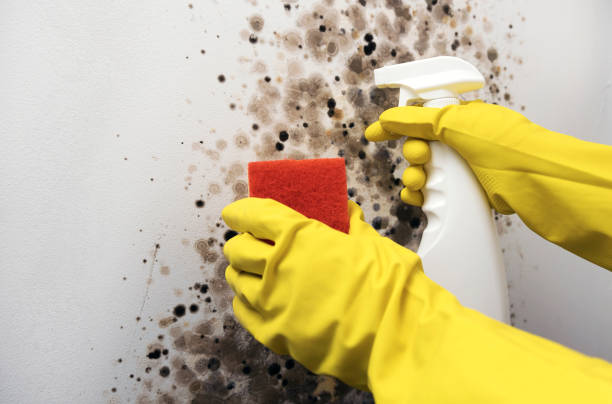 Best Local Mold Removal Service  in Hydro, OK
